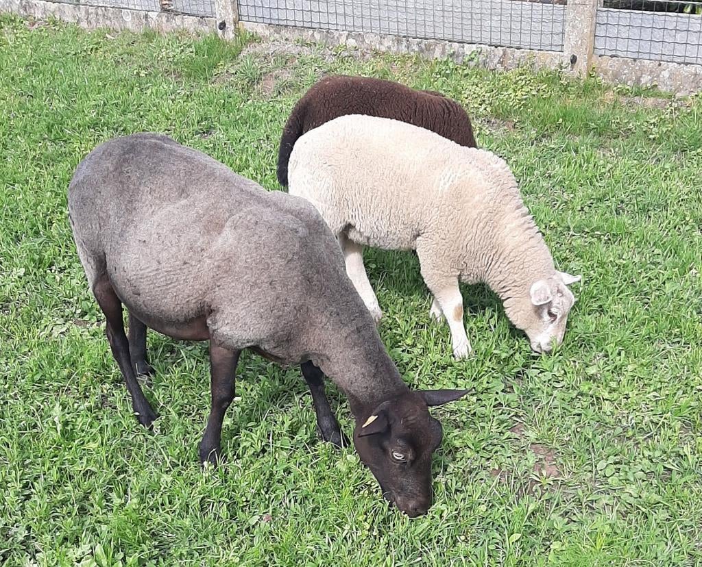Schapen, Dieren en Toebehoren