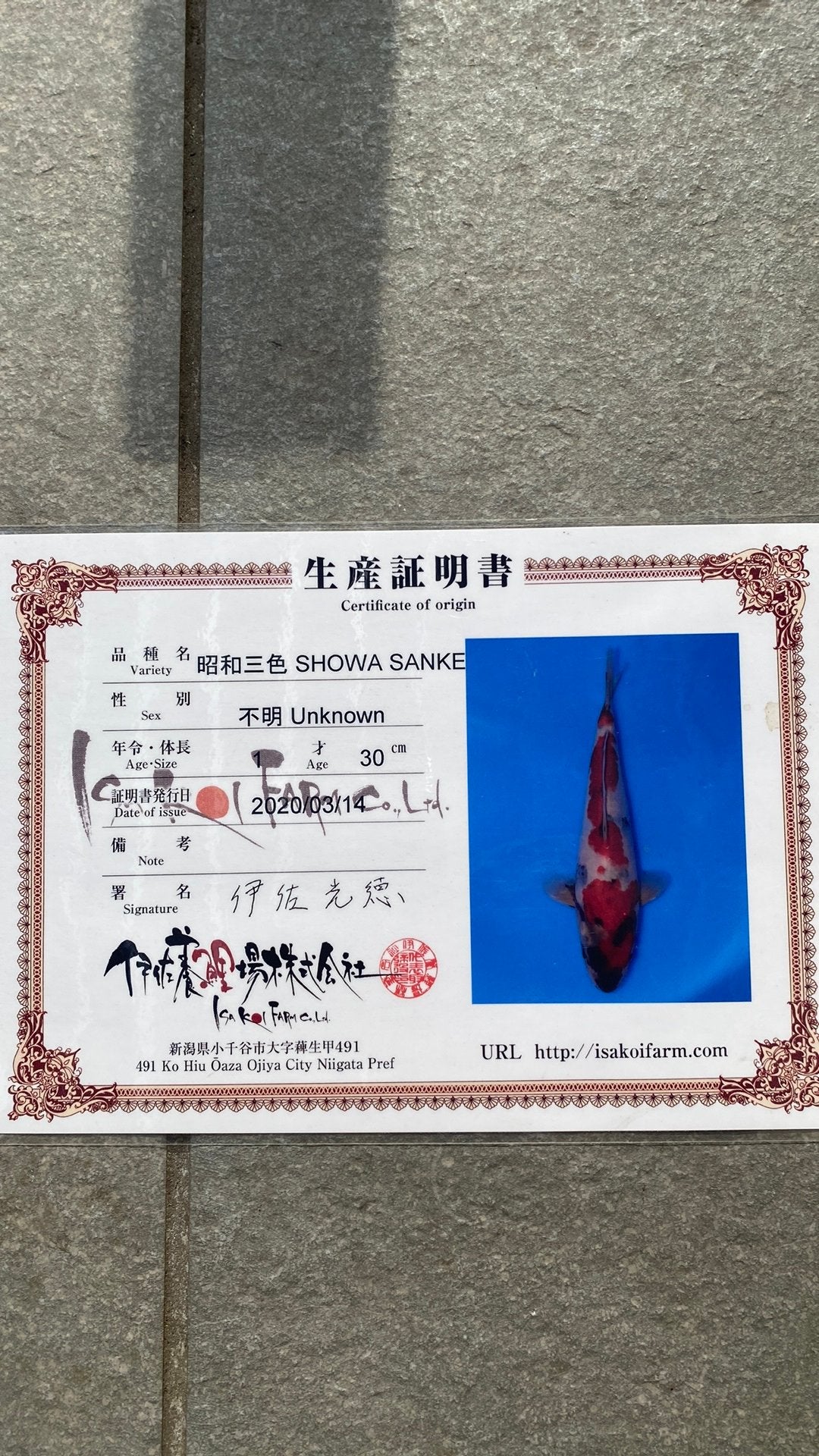 Koi showa Isa, Animaux & Accessoires