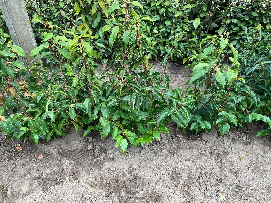 Laurier portugais, Enlèvement, Laurier, Arbuste