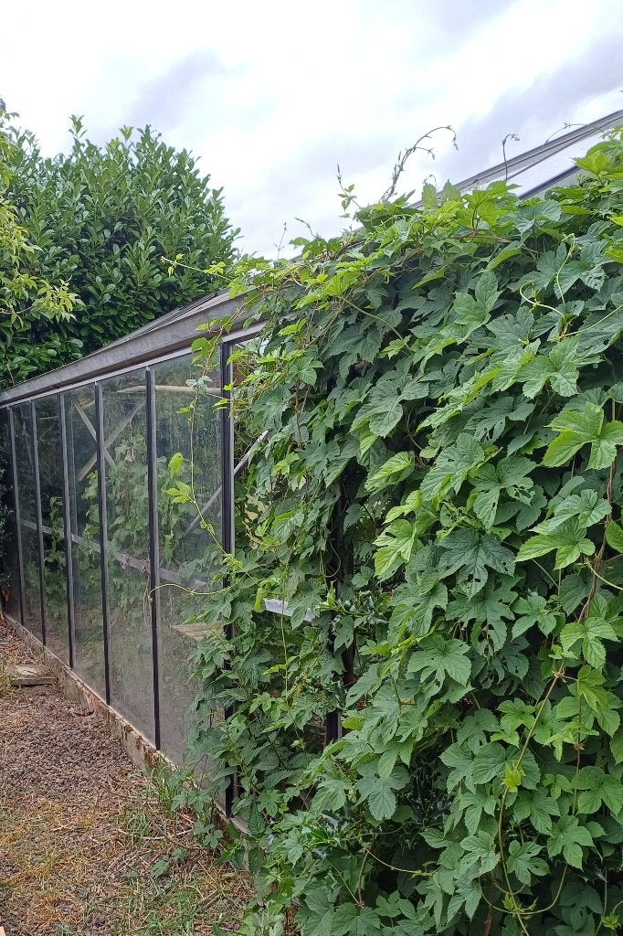 Serre, Tuin en Terras, Ophalen, Gebruikt, Kweekkas, Glas