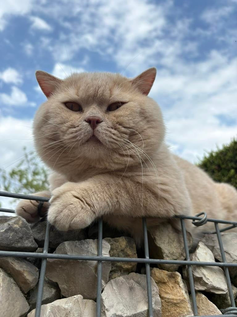 Dekkater Leo, Animaux & Accessoires, Chats & Chatons | Chats mâles pour saillie & Étalons, 3 à 5 ans