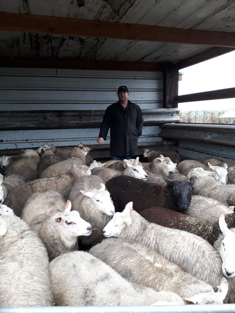 Aankoop van schapen en geiten, Dieren en Toebehoren