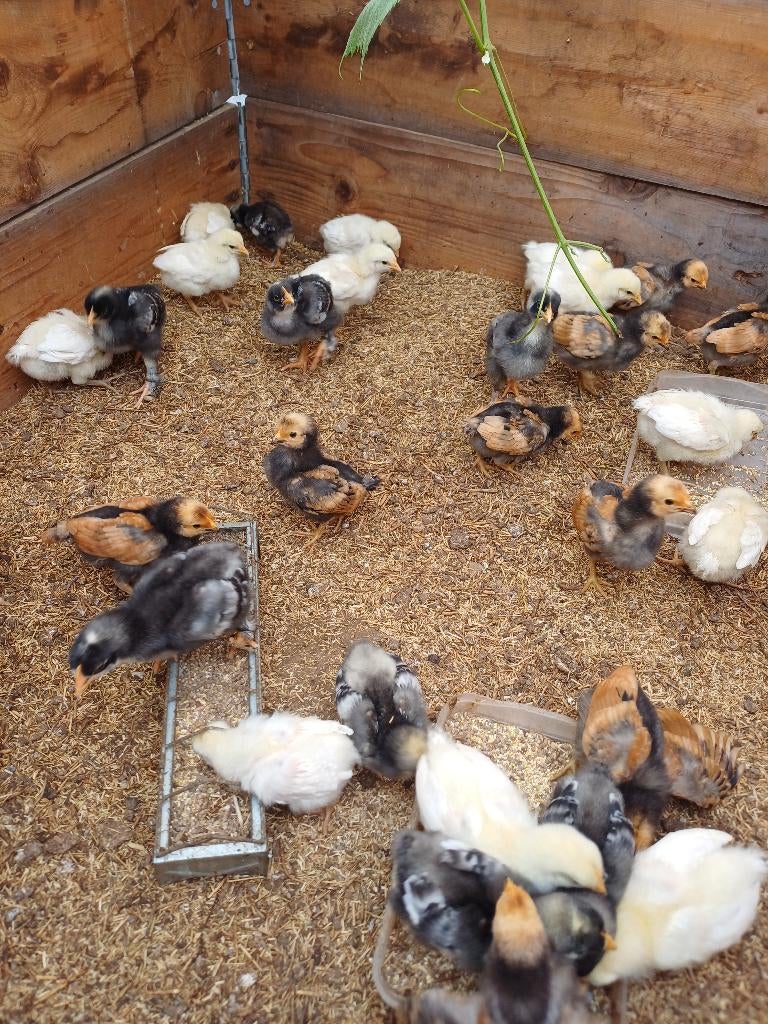 poussins, Plusieurs animaux, Poule ou poulet