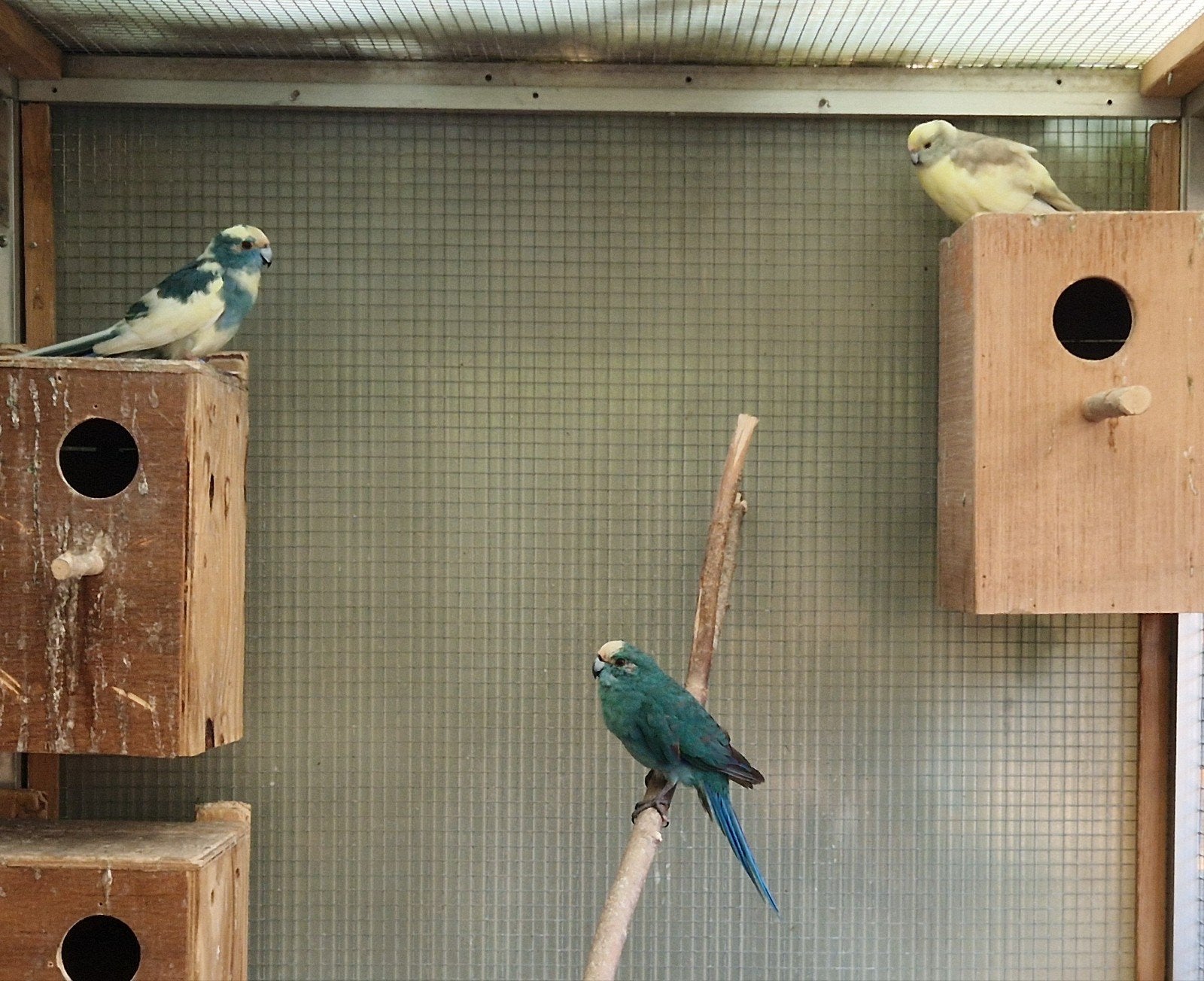 Kakariki's, Bagué