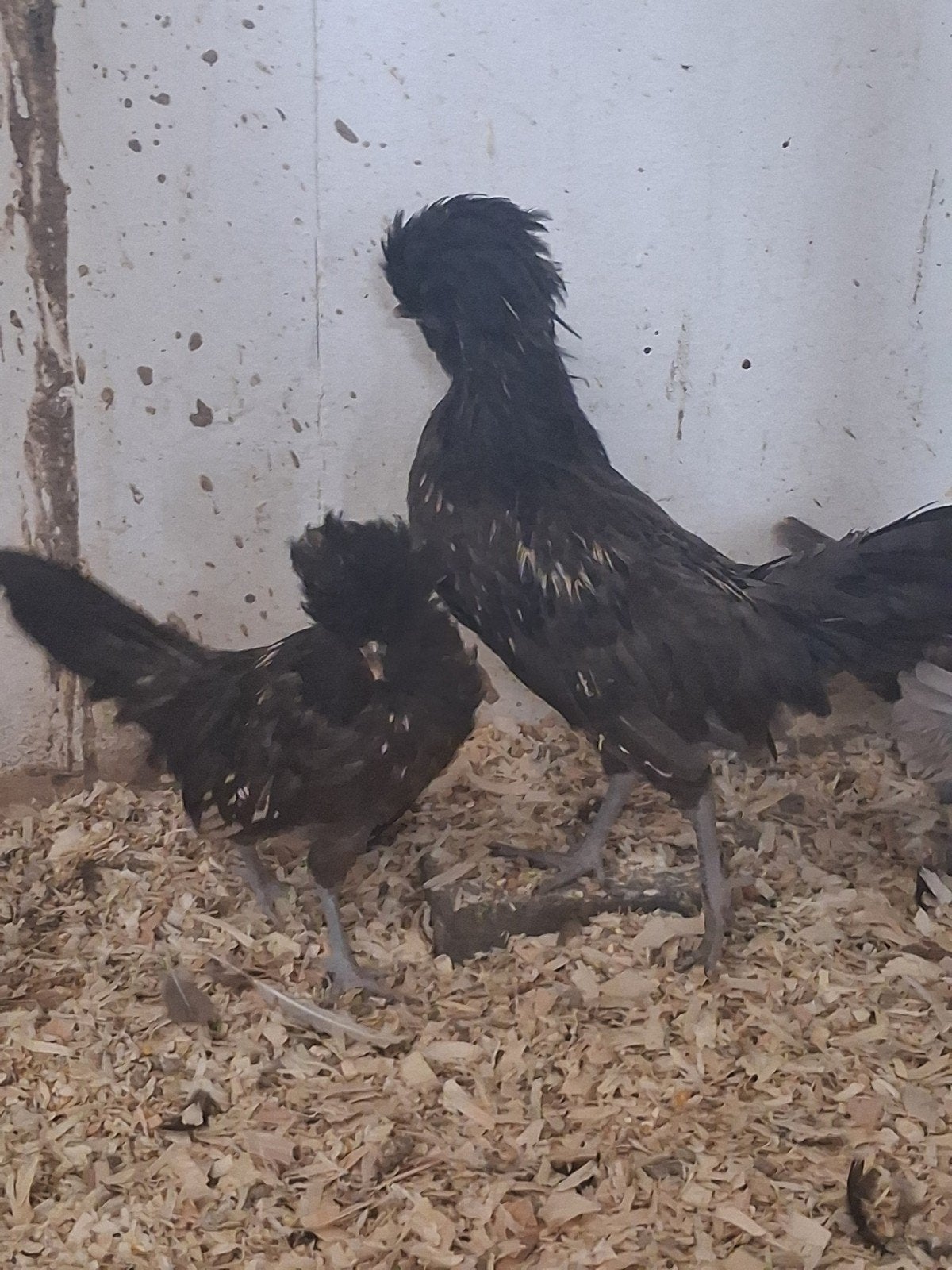 2 padua haantjes, Dieren en Toebehoren