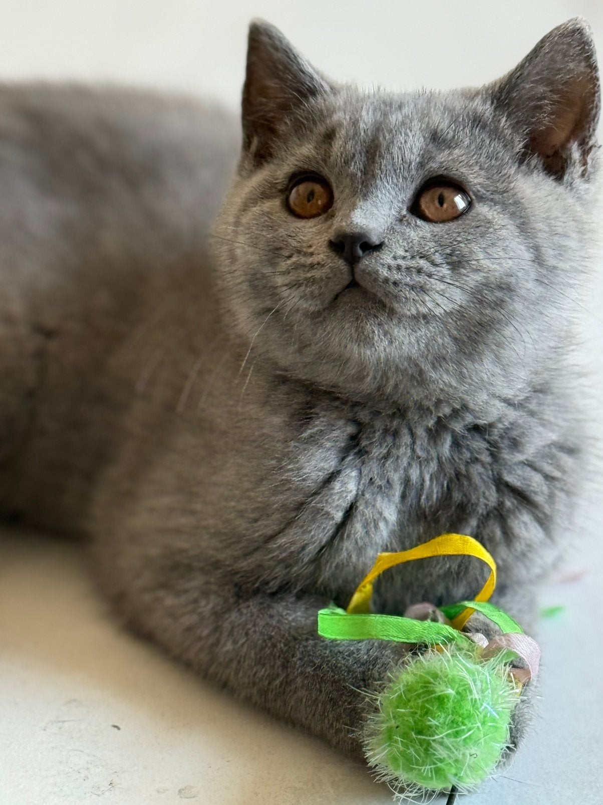 Charmante Britse Korthaar kittens – Beschikbaar&vertrekklaar, Dieren en Toebehoren, Katten en Kittens | Raskatten | Korthaar, Meerdere dieren