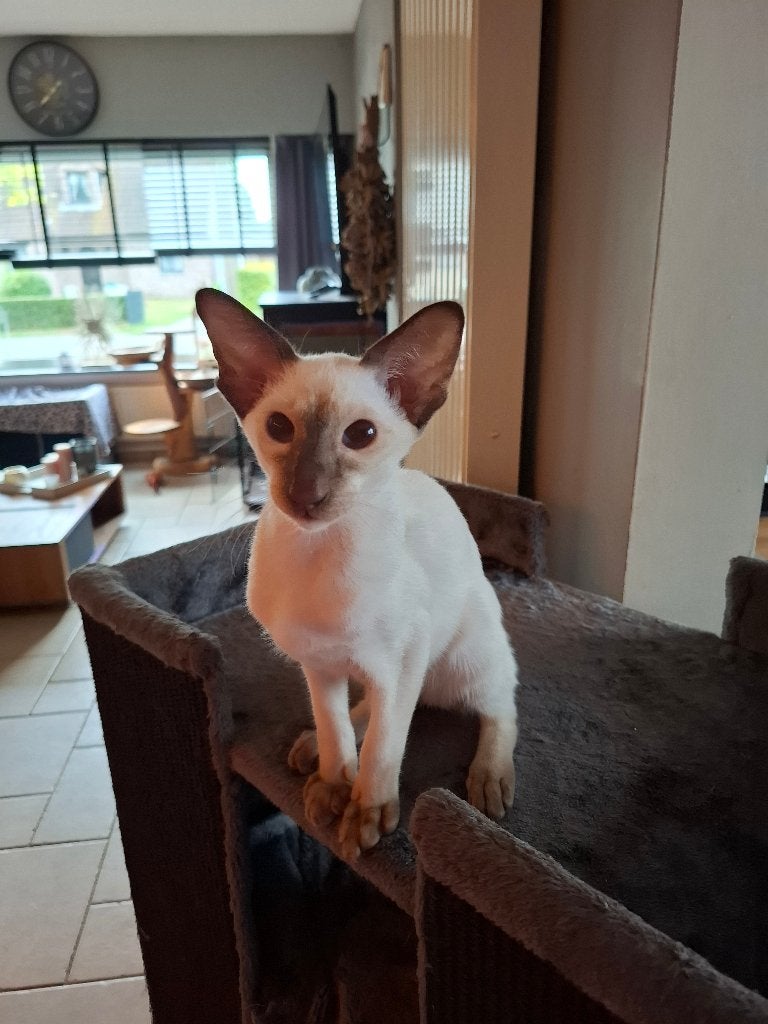 Te koop siameesje met stamboom, Chat, Avec pedigree, 0 à 2 ans