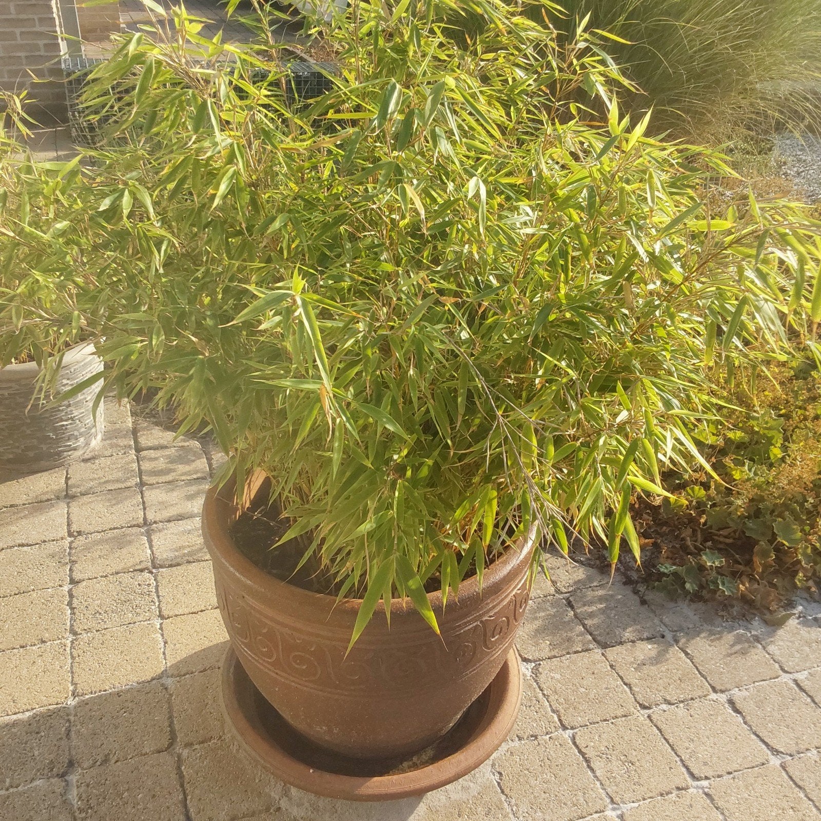 mooie grote stenen bloempot  41cm hoog met grote bamboeplant, Ophalen of Verzenden