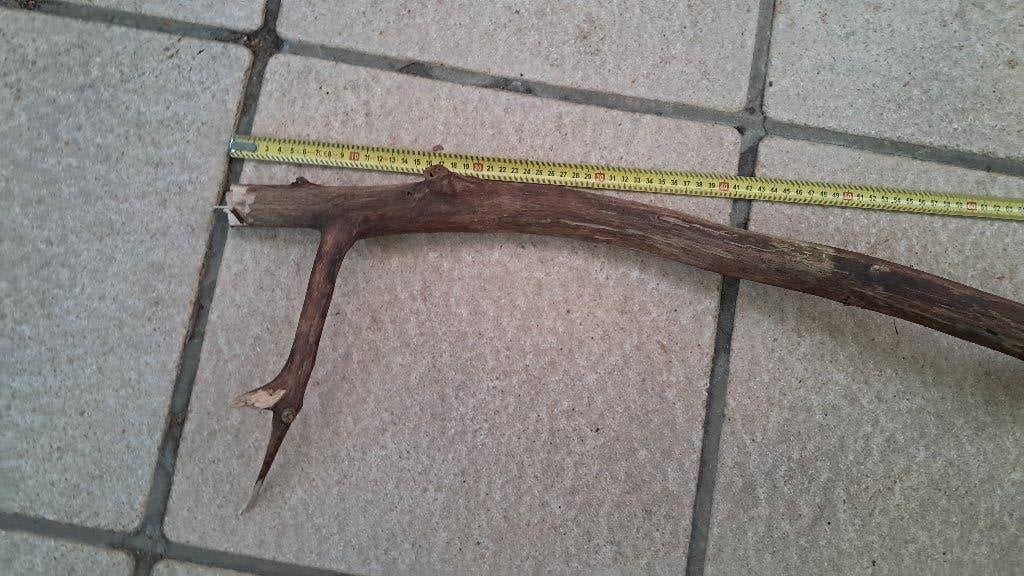 XXL Eikentak 80cm – Premium Hout voor Aquarium & Terrarium, Ophalen, Nieuw, Tak, Plant, Rots of Steen