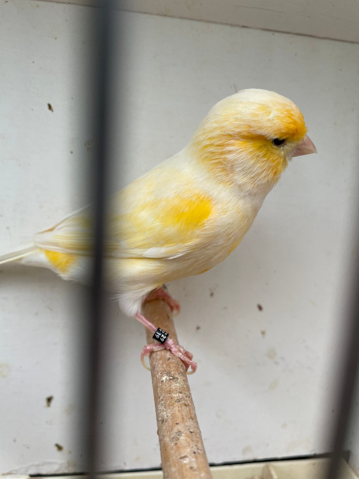 Te koop mooie mozaïek mannetje 2025 met ring fluit mooi, Dieren en Toebehoren, Vogels | Kanaries, Mannelijk, Kleurkanarie