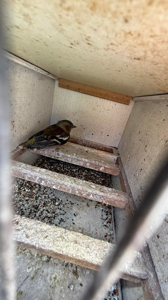 Botvink wildkleur man 2025, Dieren en Toebehoren