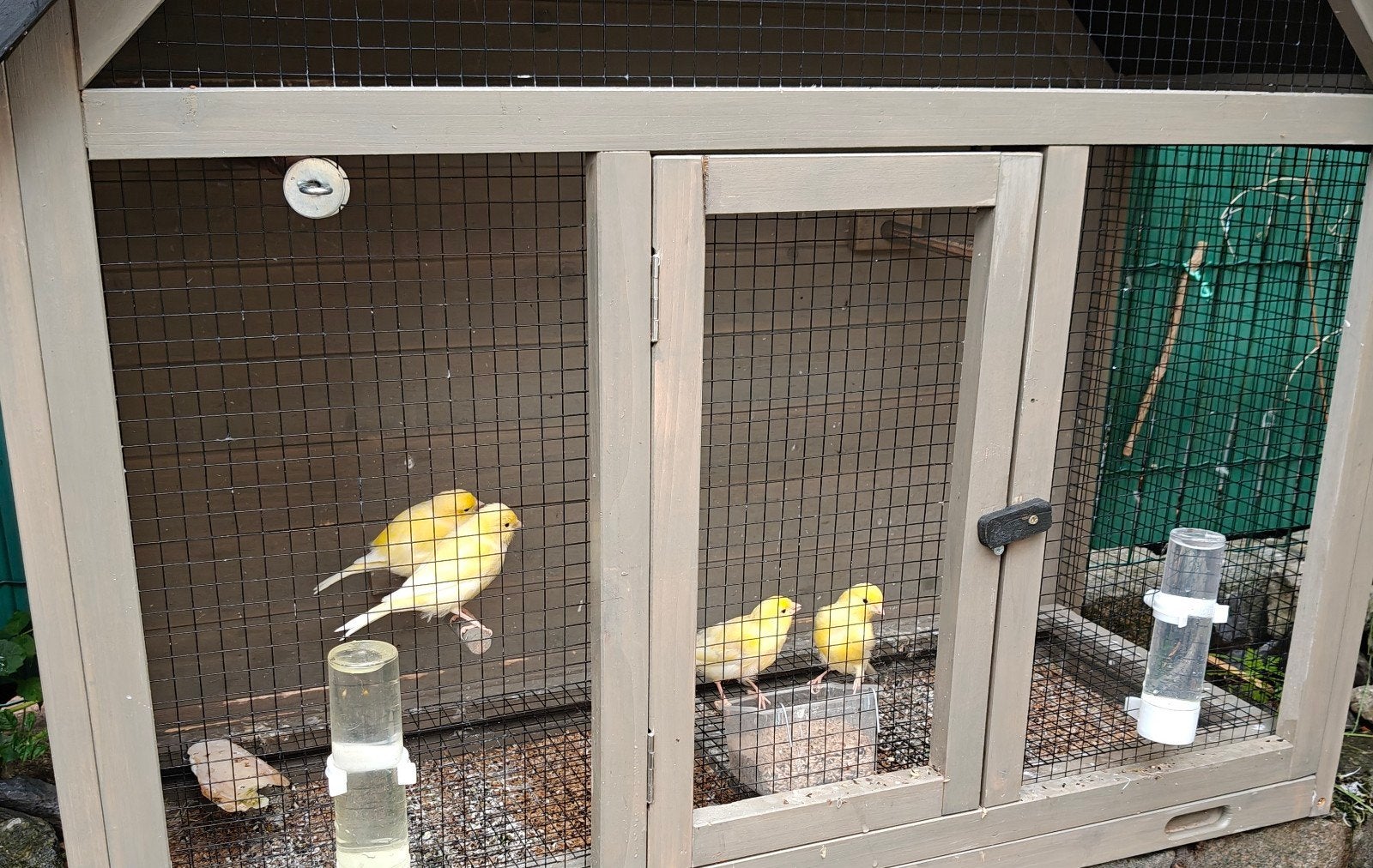gele kanaries, Enlèvement, Cage à oiseaux