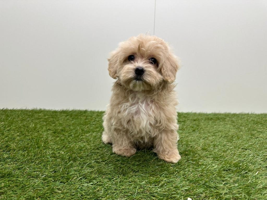Maltipoo pup, België, 8 tot 15 weken, Parvo, Meerdere