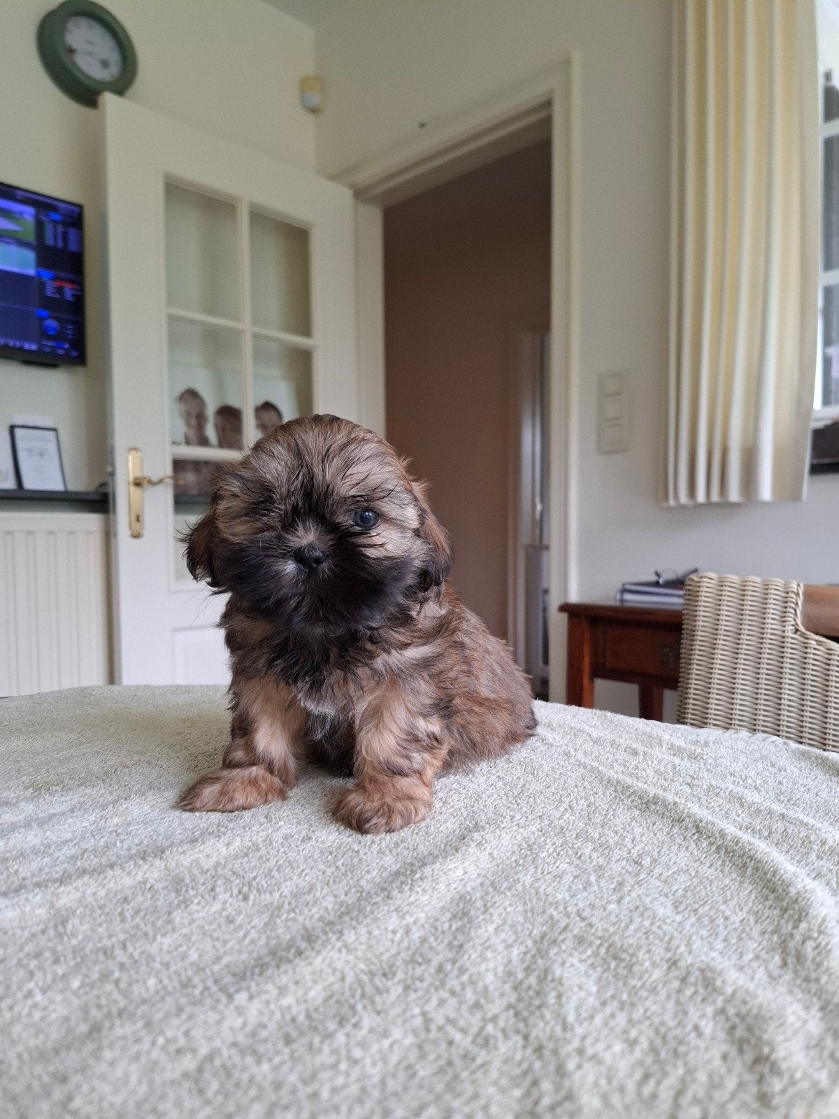 Shih tzu pups, Dieren en Toebehoren, Honden | Jack Russells en Terriërs, Meerdere dieren, Overige rassen, Fokker | Professioneel