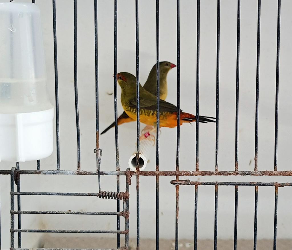 7-4 goudbuikjes te koop, Meerdere dieren, Tropenvogel