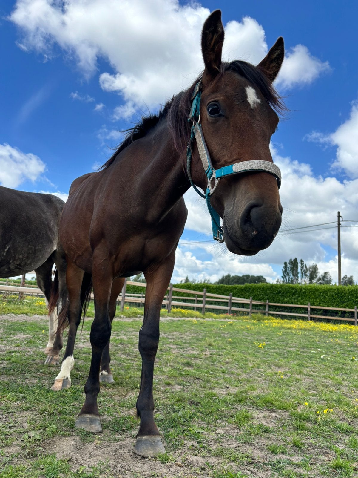 Drachtige merrie, Dieren en Toebehoren, Pony's, Merrie, Onbeleerd