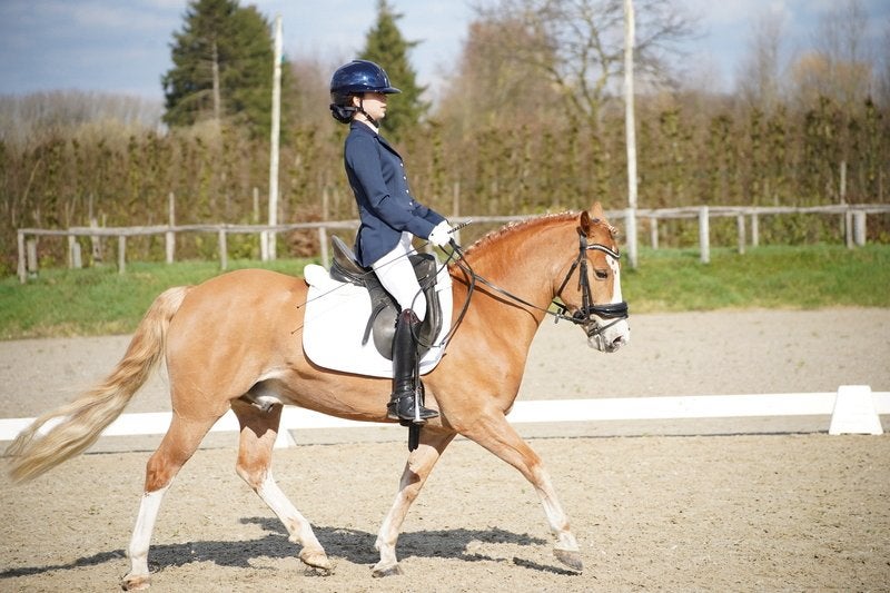 Veelzijdige 8-jarige D-pony –dressuur, springen buitenritten, Animaux & Accessoires, Poney de dressage, Hongre, Avec puce électronique