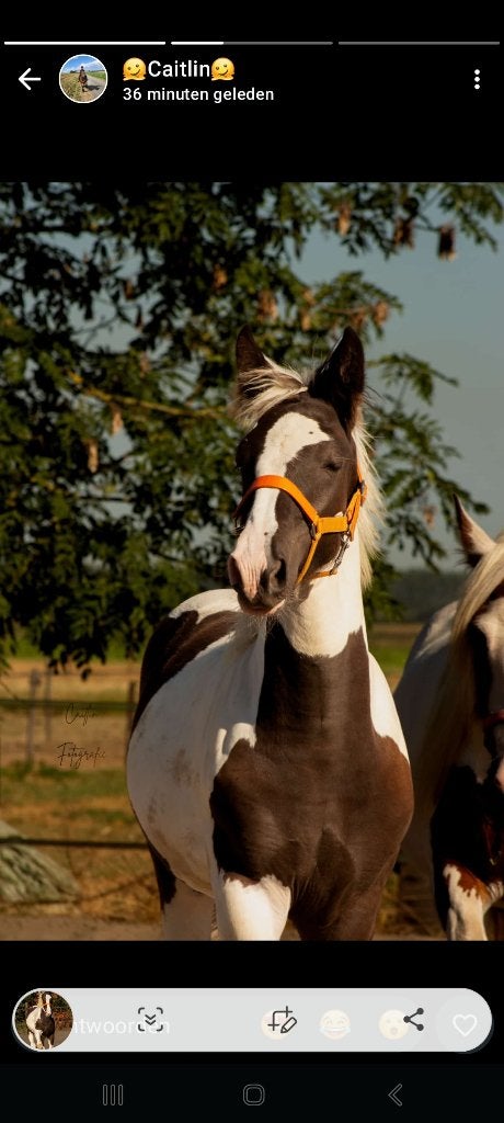 merrie veulen, Minder dan 160 cm, 0 tot 2 jaar, Onbeleerd, Recreatiepaard