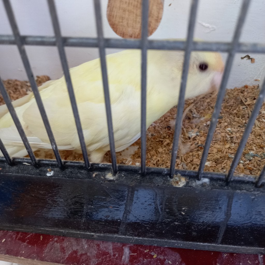 Kakariki, Parkiet, Geringd
