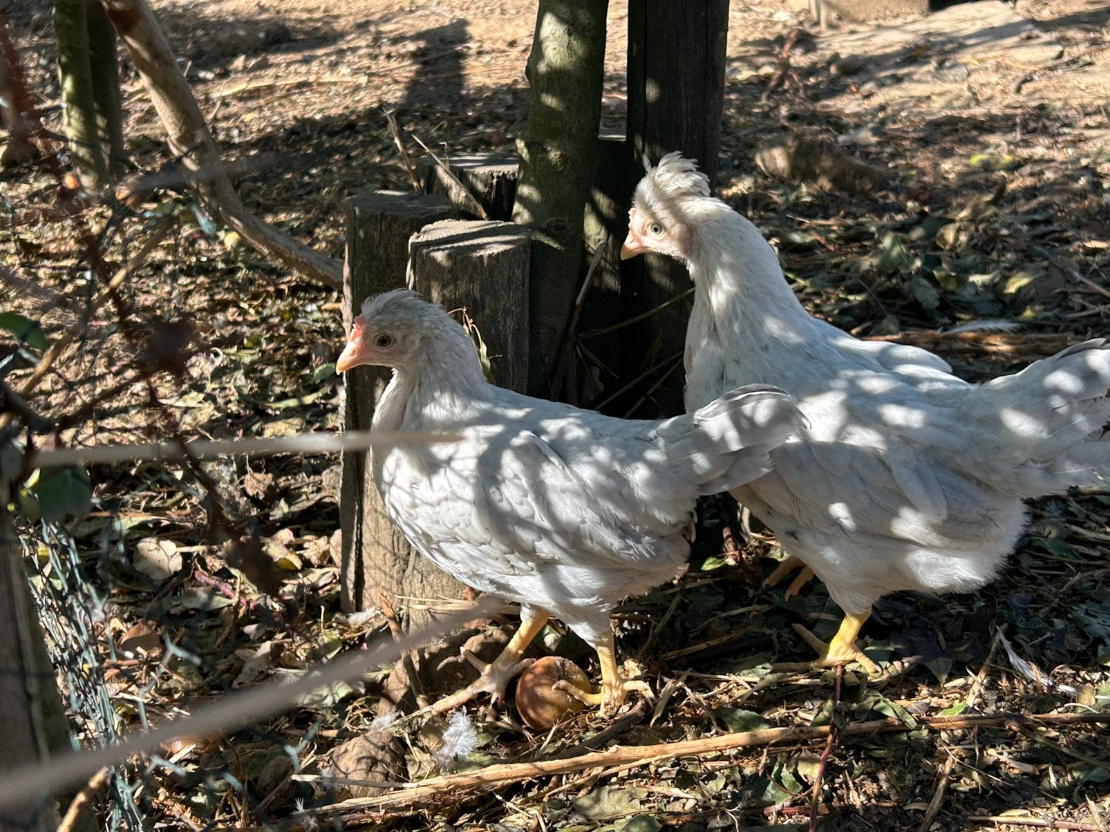 Opal legbar hennen, Dieren en Toebehoren