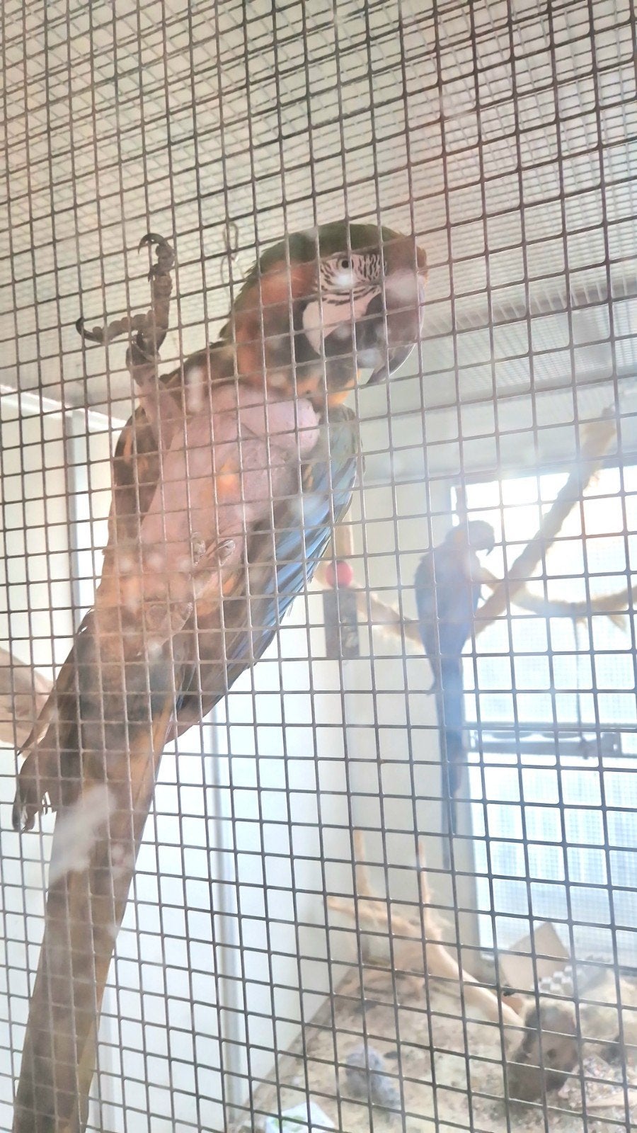 harlekijnxarauna koppel, Dieren en Toebehoren, Vogels | Parkieten en Papegaaien, Papegaai, Meerdere dieren, Pratend, Tam, Geringd