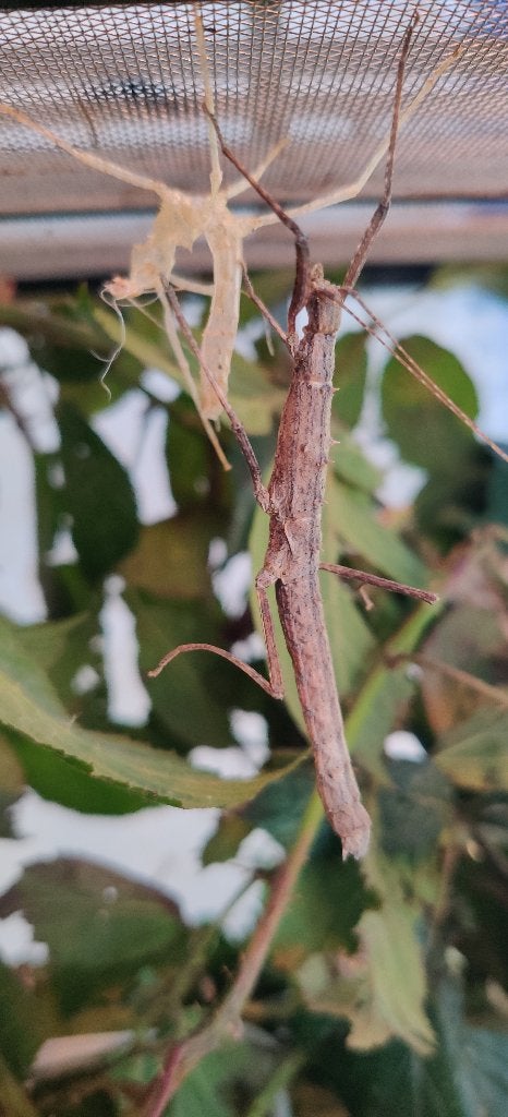 Neohirasea Japonica wandelende tak, Dieren en Toebehoren, Wandelende tak