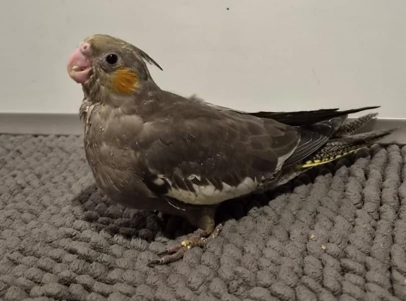 Jonge handtamme EAM valkparkiet, DNA gesekst, Dieren en Toebehoren, Vogels | Parkieten en Papegaaien, Vrouwelijk, Parkiet, Geringd