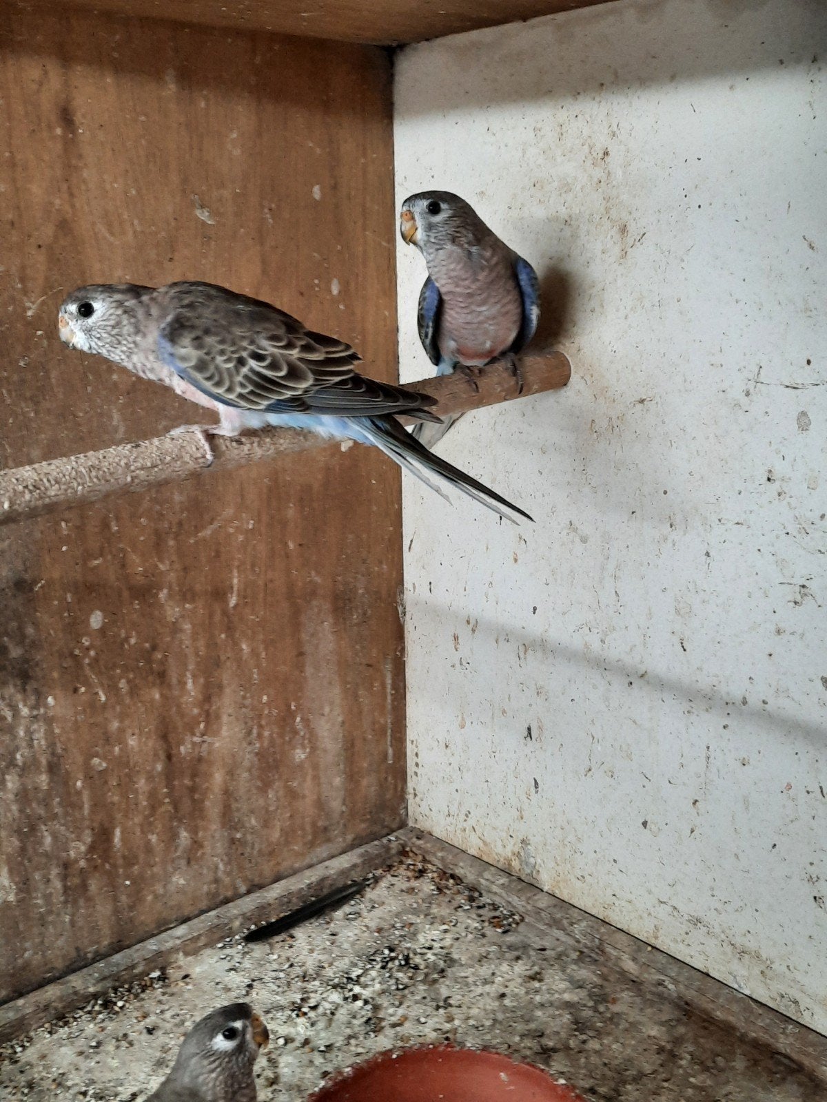Bourkes, Meerdere dieren, Parkiet, Geringd