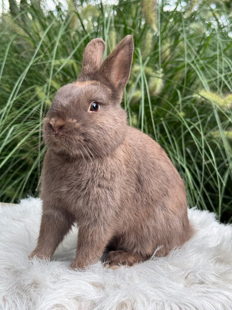 Kleurdwerg rammetje, Dieren en Toebehoren, Konijnen, Mannelijk, Klein, 0 tot 2 jaar