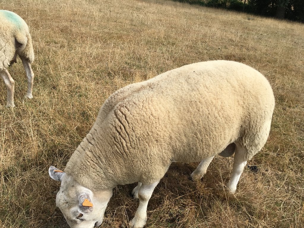Franse texel dekbok ( Maart 2025 ), Dieren en Toebehoren, Mannelijk, Schaap, 0 tot 2 jaar