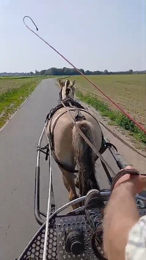 Mooie fjord merrie, Dieren en Toebehoren, Merrie