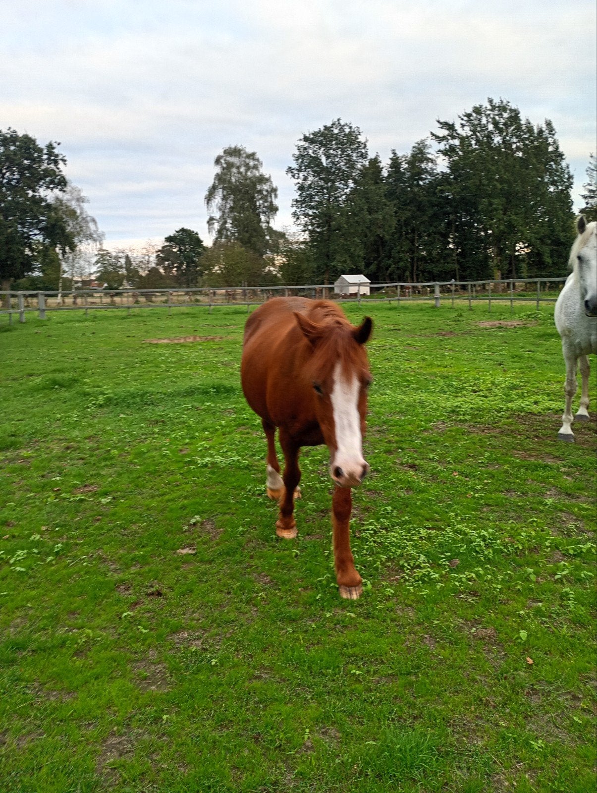 lieve merrie, Dieren en Toebehoren, Merrie, Minder dan 160 cm, Gechipt, Zadelmak