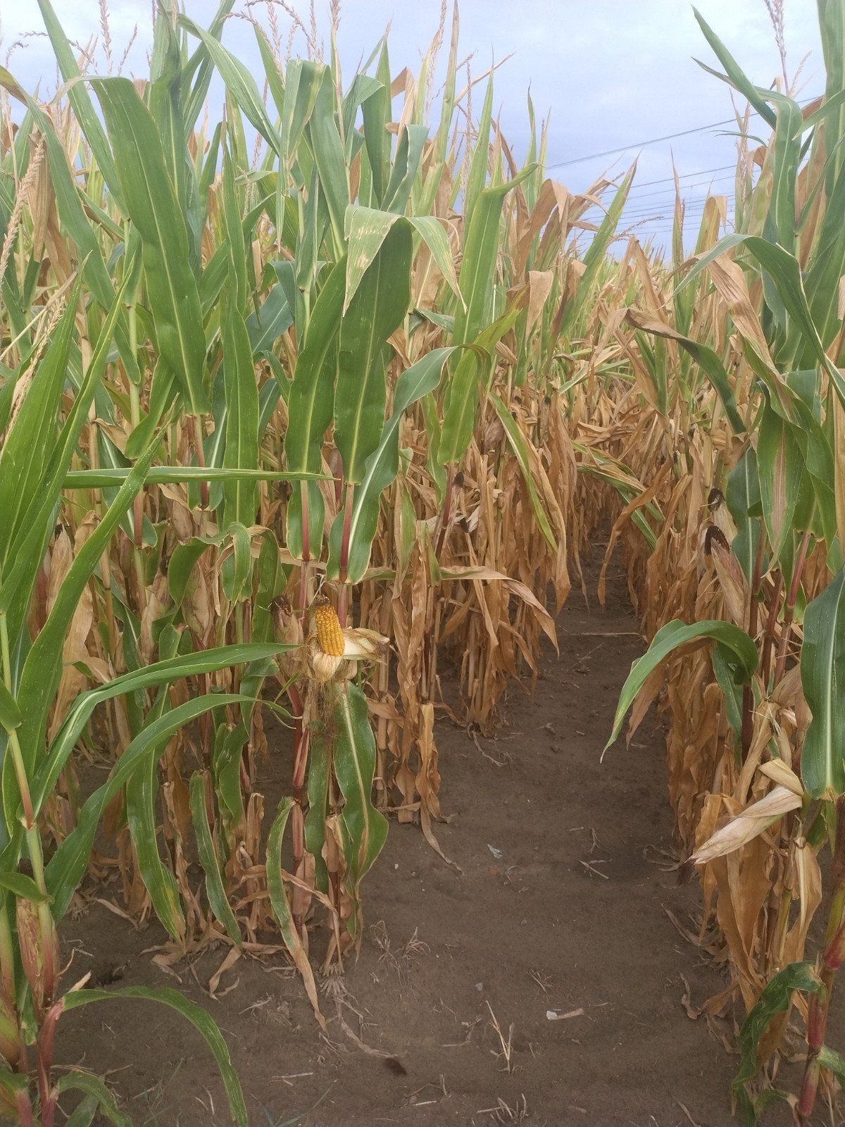 3,9 ha maïs te koop, Ophalen