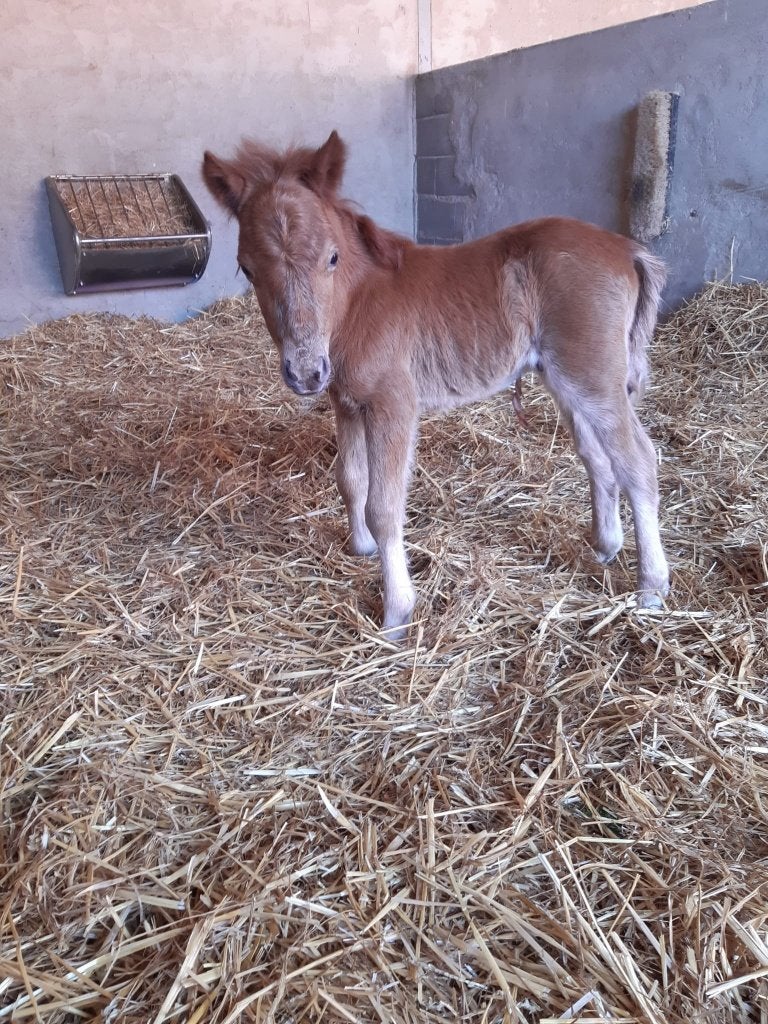 shetlander veulen, Vermifugé, Poney de récréation, Poney A (jusqu'à 1.17 m), 0 à 2 ans
