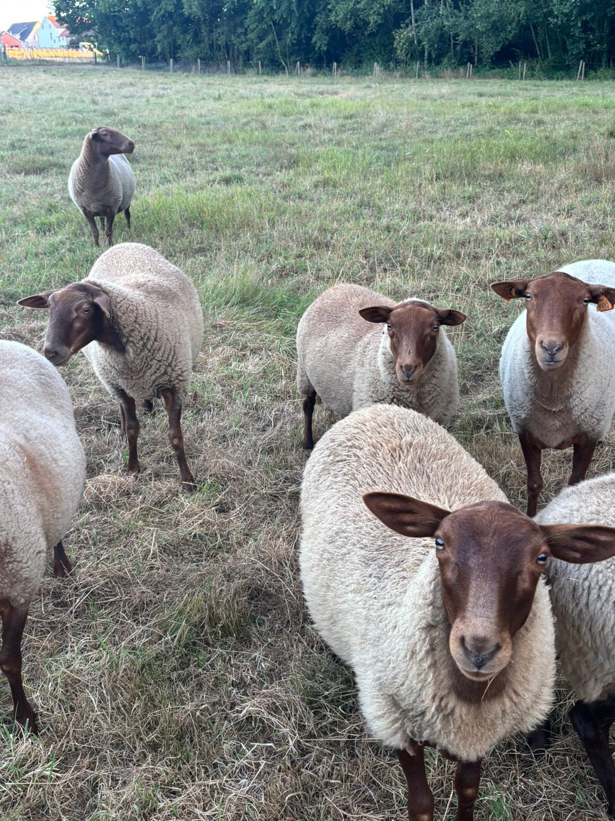 Ardense voskop ram, Dieren en Toebehoren, Mannelijk, Schaap, 0 tot 2 jaar