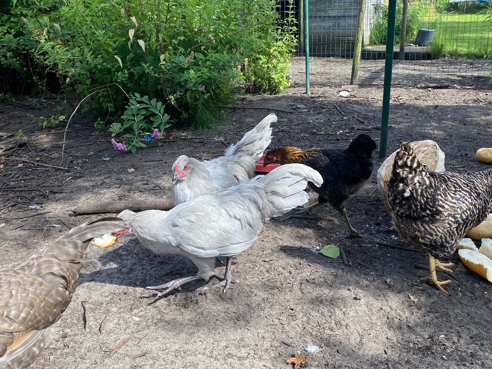 2 aurucana british lavender, Dieren en Toebehoren, Mannelijk, Kip
