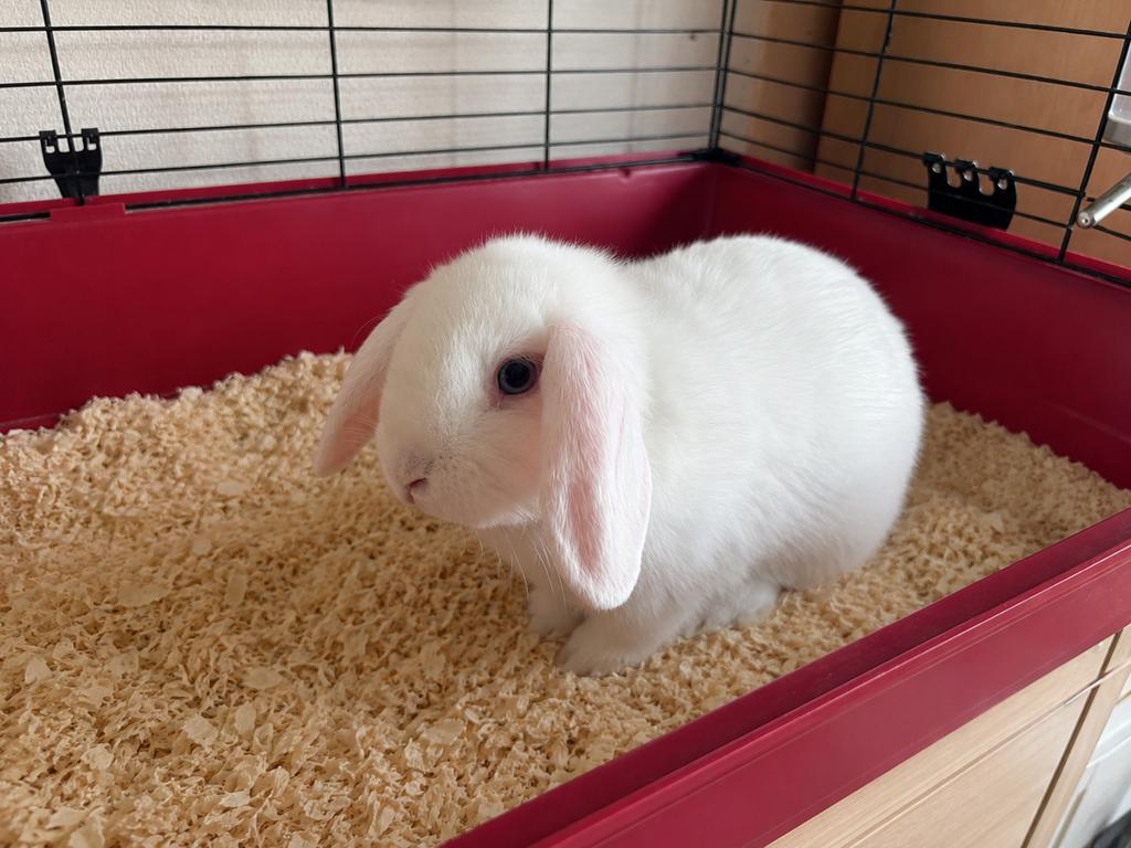 Lief Nederlands hangoorkonijntje (rammetje van 6 maand oud), Dieren en Toebehoren, Mannelijk, Middelgroot, Hangoor, 0 tot 2 jaar