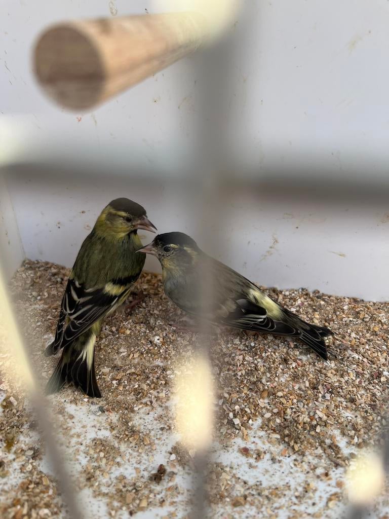 Sijsjes, Dieren en Toebehoren, Vogels | Overige Vogels, Mannelijk, Wildzangvogel, Geringd