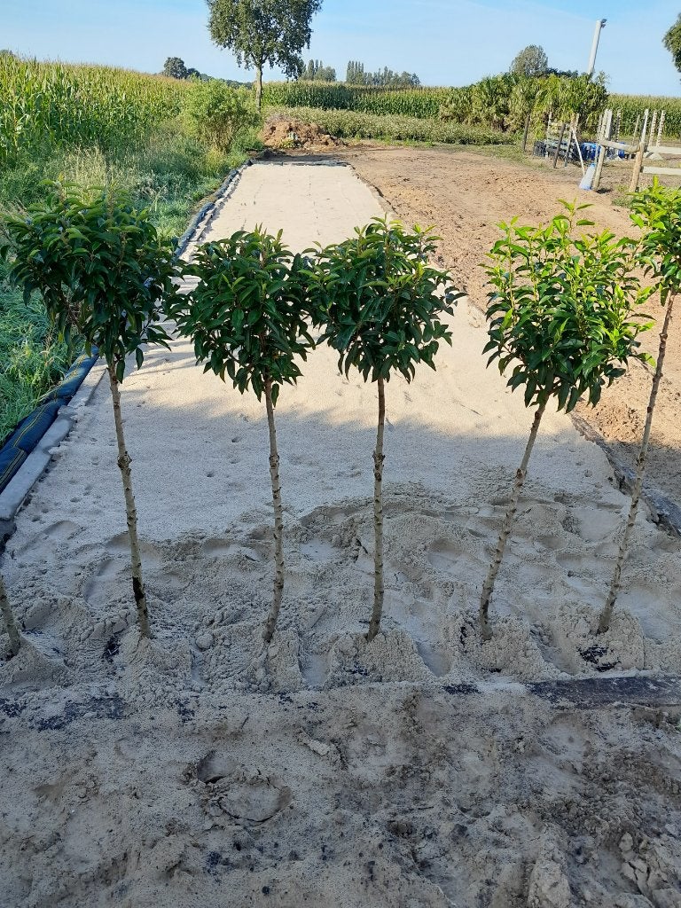 Prunus Lusitanica Angustifolia op stam, Enlèvement