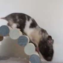 Goudhamster, Dieren en Toebehoren, Augustus, Meerdere dieren, Hamster