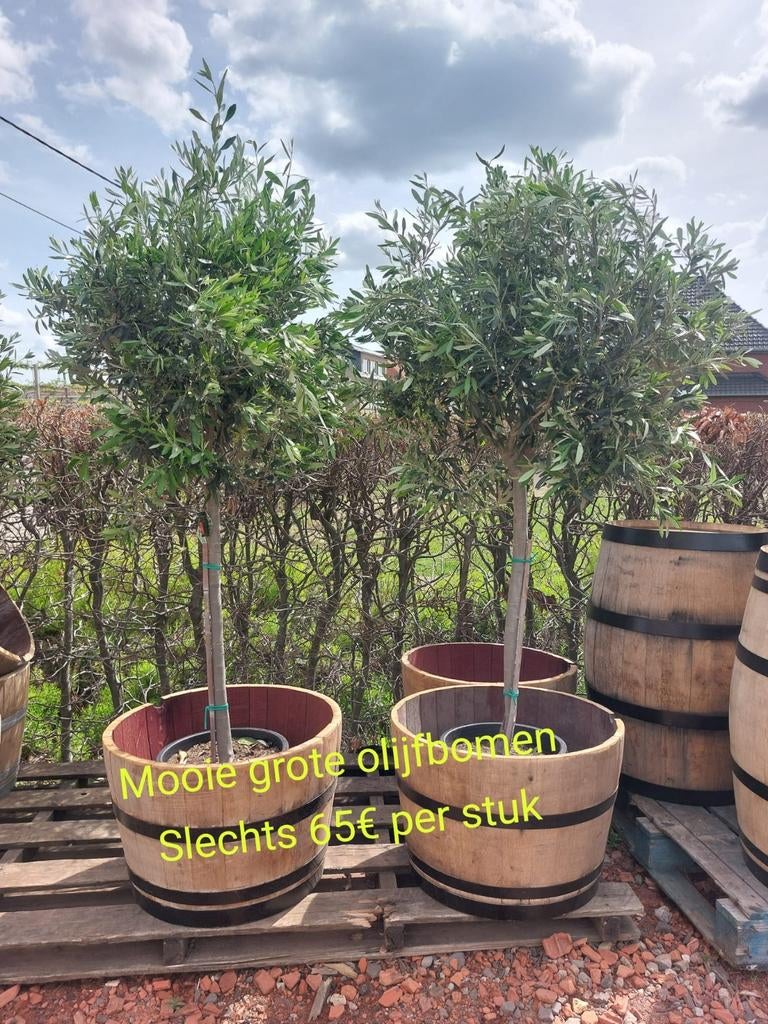 Olijfboom koopje 65€ per stuk, Tuin en Terras, Planten | Bomen, Ophalen, Olijfboom