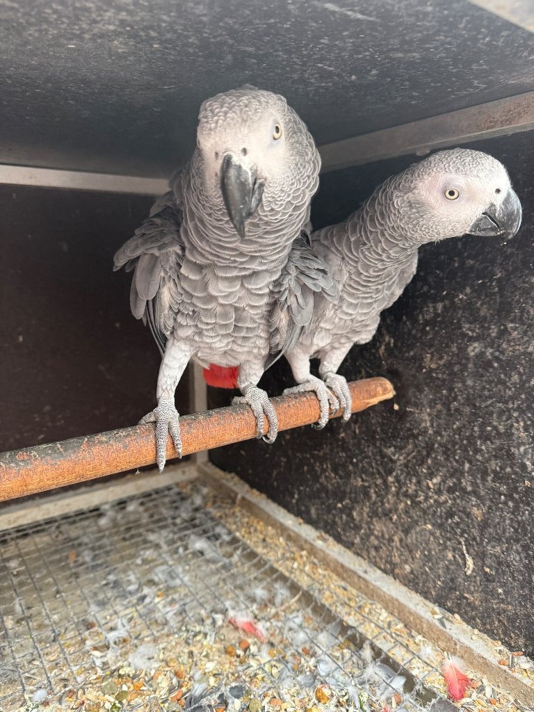 4 koppels grijze roodstaarten, Plusieurs animaux, Perroquet, Bagué