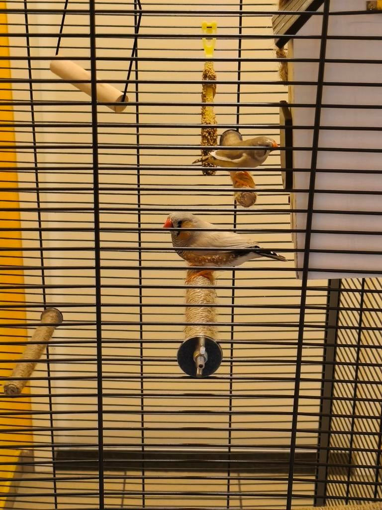 Koppel zebravinken+toebehoren, Dieren en Toebehoren