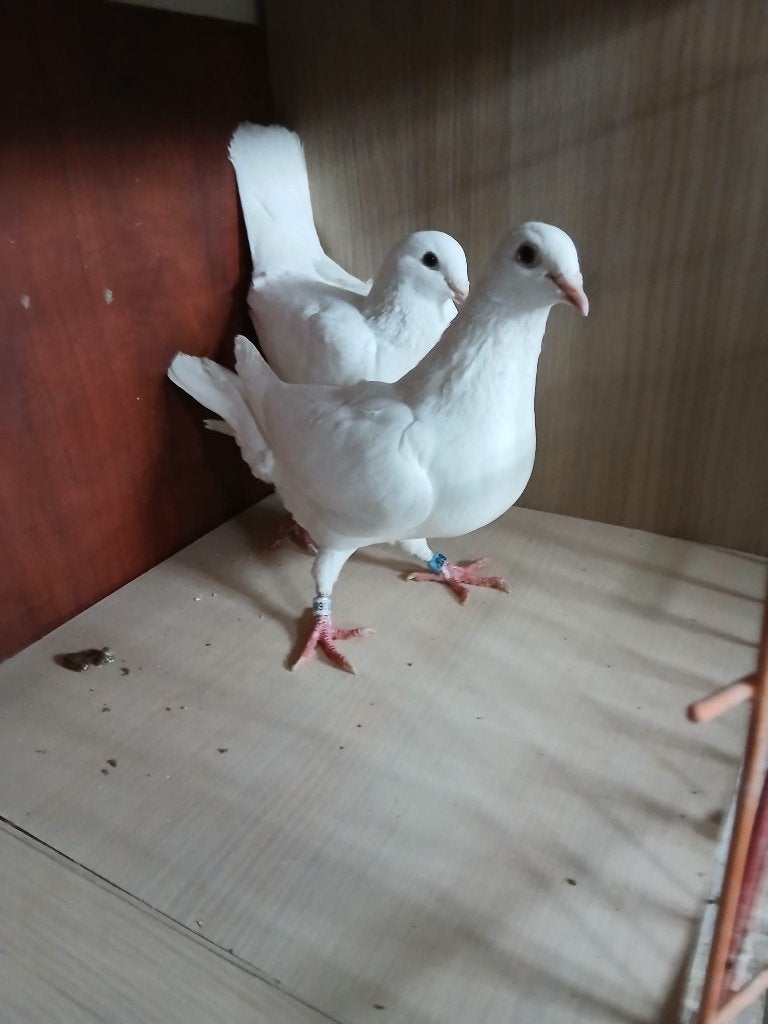 witte reisduiven, Dieren en Toebehoren, Vogels | Duiven, Postduif