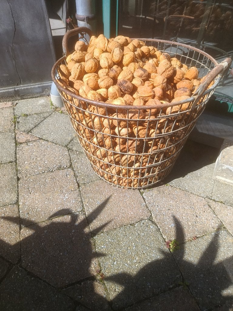 okkernoten - noten, Enlèvement