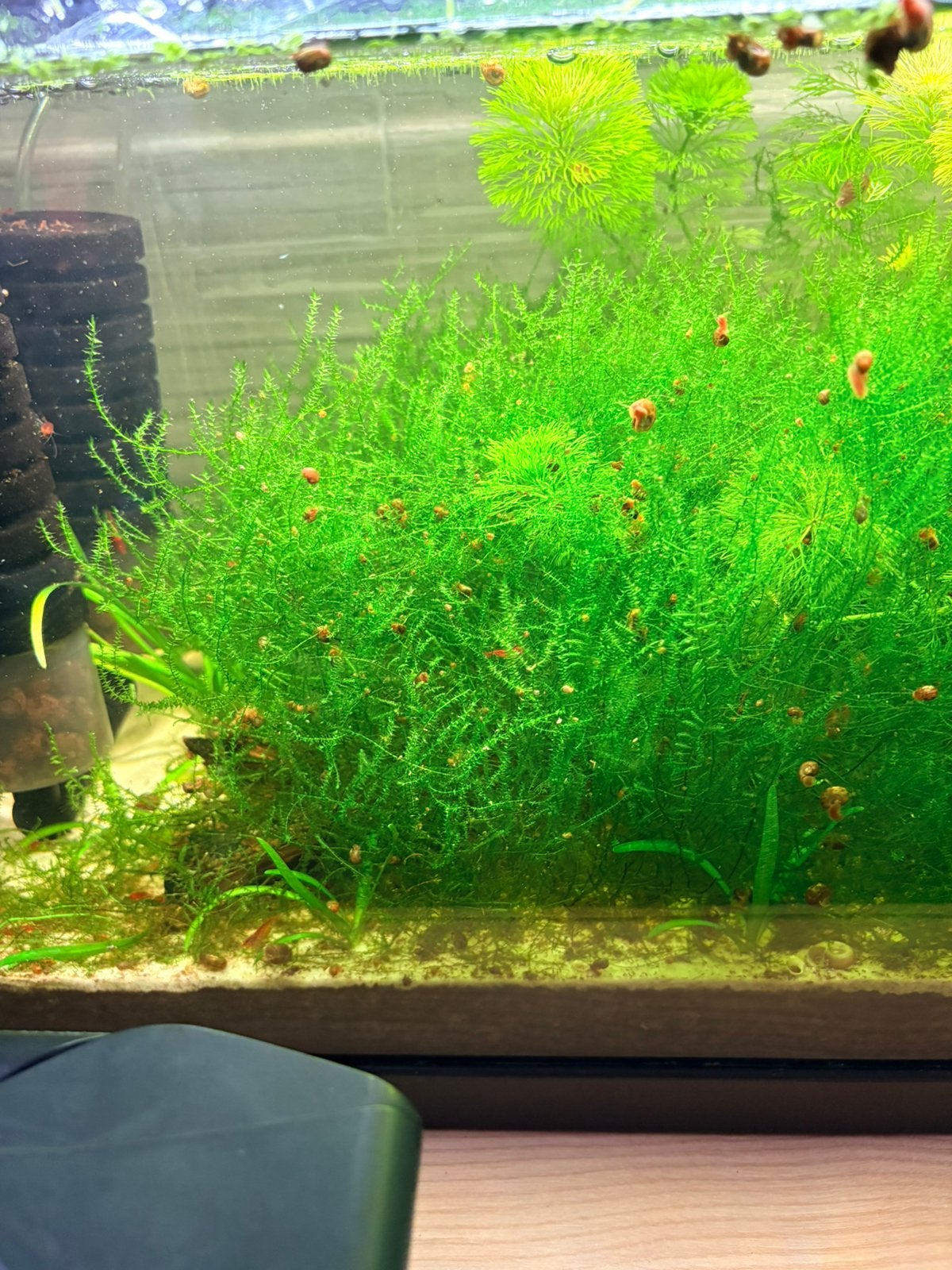 Aquarium moss opsturen kan!, Dieren en Toebehoren, Ophalen of Verzenden, Zo goed als nieuw