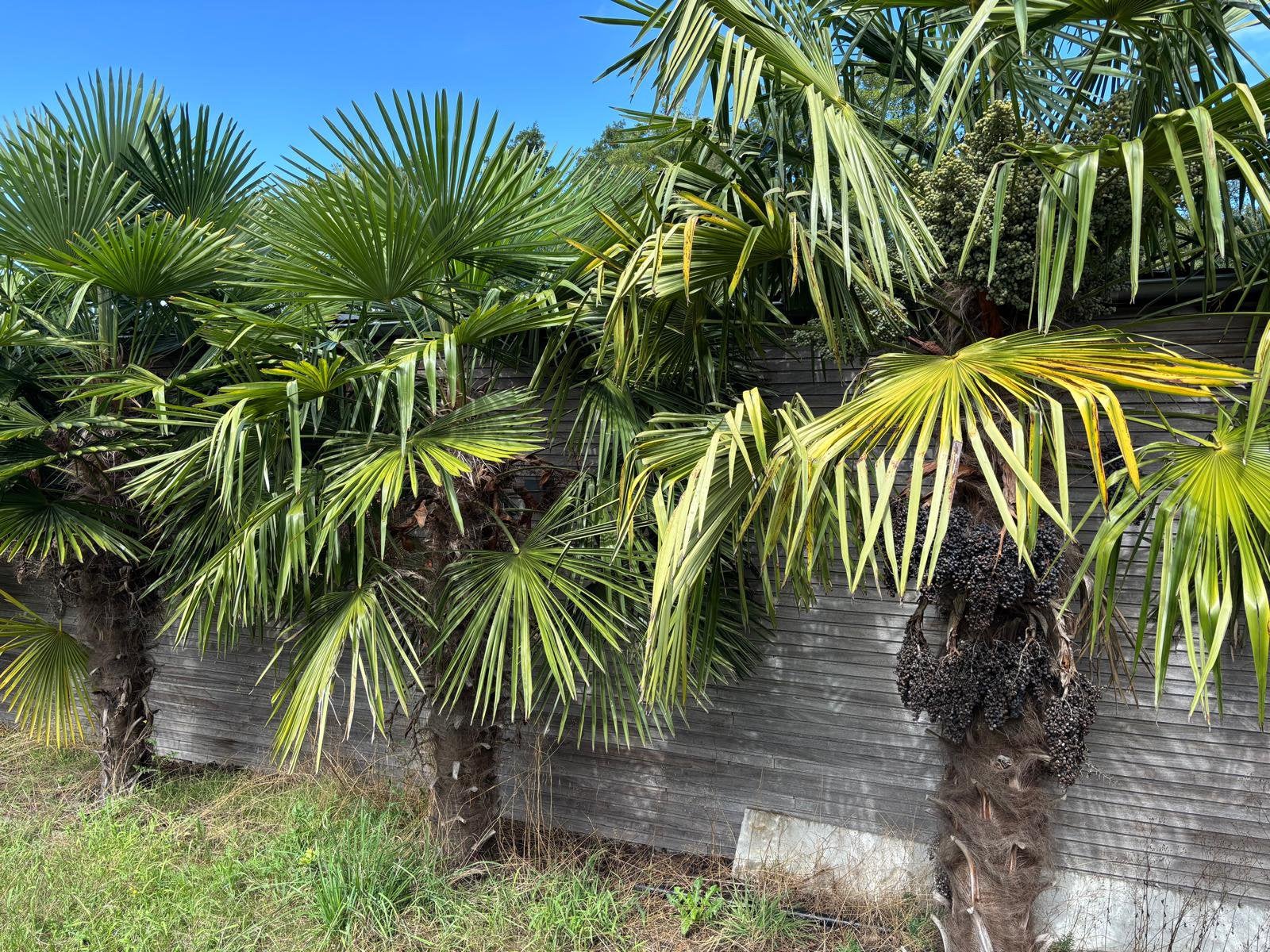 Palmbomen 3 stuks van 2m kruin, 1 van 2,3m kruin, Ophalen