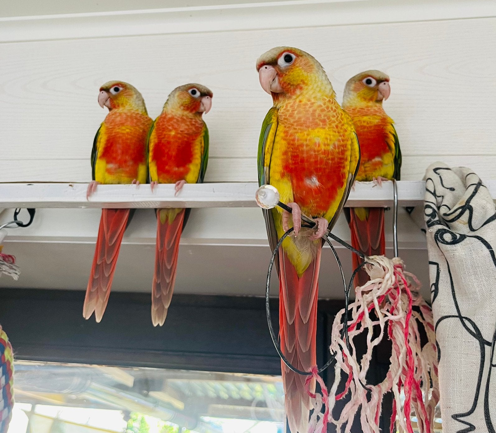 Conure pyrrhura molinea eam, Animaux & Accessoires, Mâle