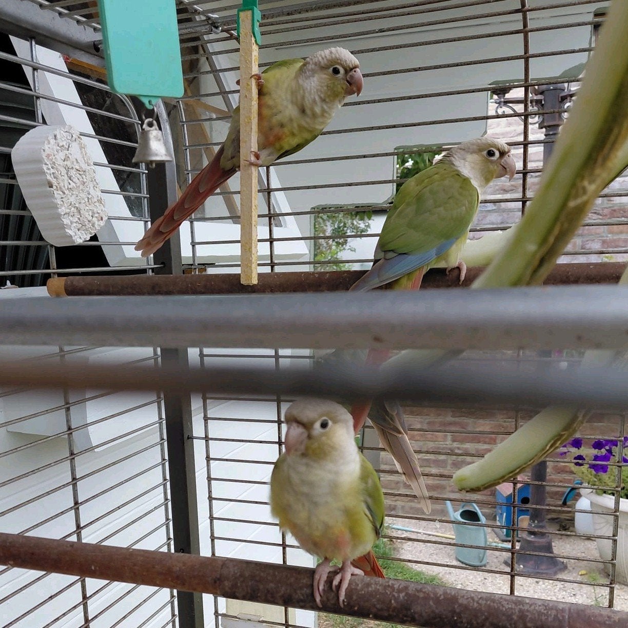 conure, Animaux & Accessoires
