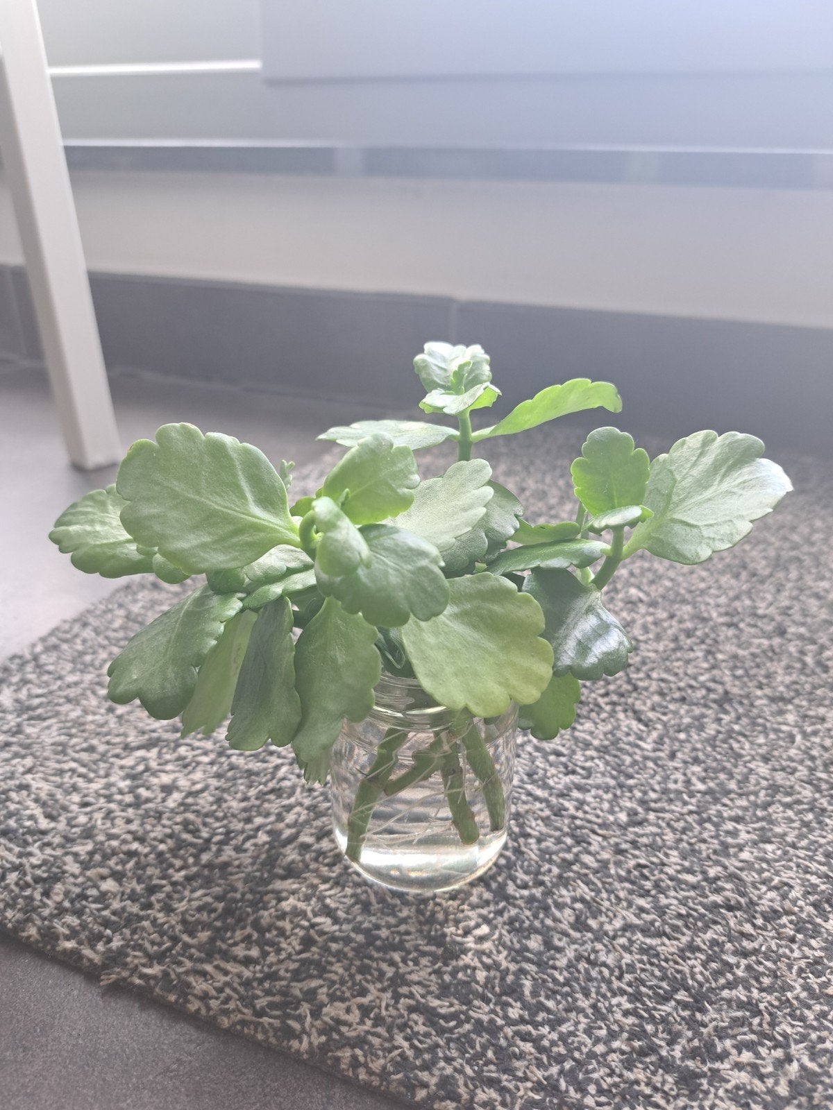 Kalanchoë stekjes, Huis en Inrichting, Kamerplanten, Ophalen